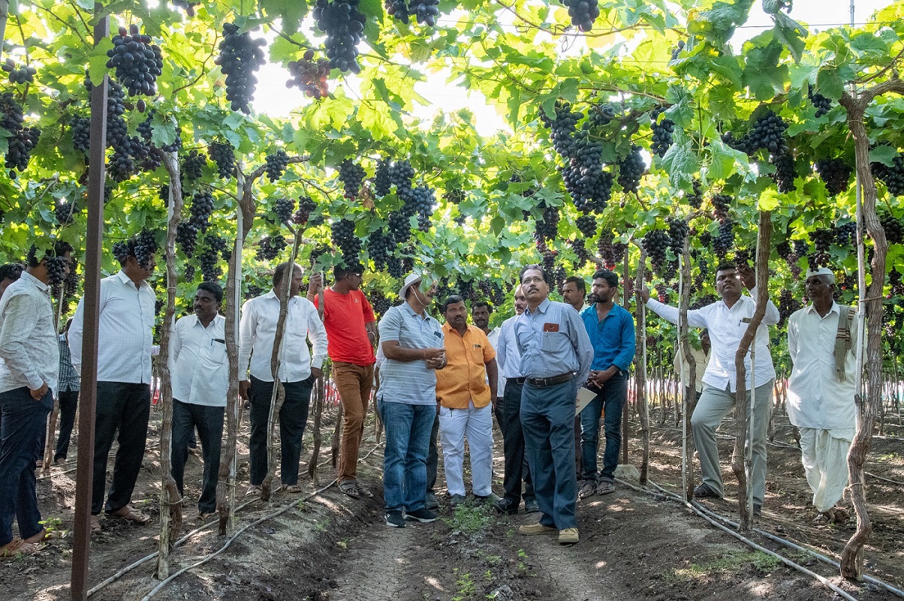 Grape day 2020